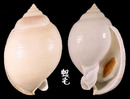 乳白鬘螺 Phalium bisulcatum 2