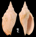毛利渦螺 Alcithoe jaculoides 1