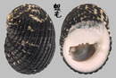 光榮蜑螺 Nerita fulgurans 2