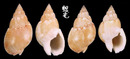 素面織紋螺 Nassarius sufflatus 2
