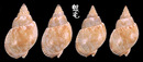 素面織紋螺 Nassarius sufflatus 3