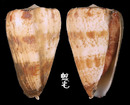 唐草芋螺 Conus caracteristicus 2