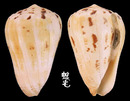 唐草芋螺 Conus caracteristicus 3