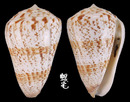 唐草芋螺 Conus caracteristicus 4