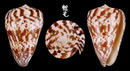 唐草芋螺 Conus caracteristicus 5