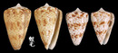 唐草芋螺 Conus caracteristicus7