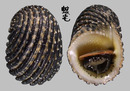 浮雕蜑螺 Nerita exuvia 2