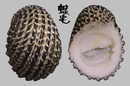 浮雕蜑螺 Nerita exuvia 3