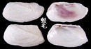 稜船蛤 Trapezium bicarinatum 2