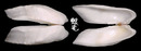 稜船蛤 Trapezium bicarinatum 3