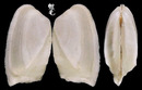 稜船蛤 Trapezium bicarinatum 5