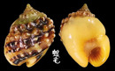 金口織紋螺 Nassarius oneratus 1