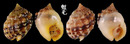 金口織紋螺 Nassarius oneratus 2
