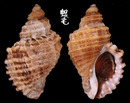 Freycinetti岩螺 Nucella freycinetti1