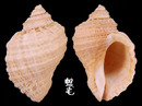 Freycinetti岩螺 Nucella freycinetti 2