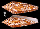 孟加拉芋螺 Conus bengalensi 3