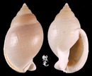 梨形鬘螺 Phalium glabratum bulla 1
