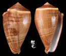 黑線芋螺 Conus figulinus 1