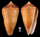 黑線芋螺 Conus figulinus 2