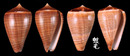 黑線芋螺 Conus figulinus 4