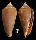 黃楊木芋螺 Conus ochroleucus 1