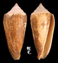 黃楊木芋螺 Conus ochroleucus 2