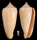 黃楊木芋螺 Conus ochroleucus 3