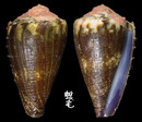 鼠芋螺 Conus rattus 1