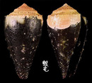鼠芋螺 Conus rattus 2