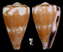 鼠芋螺 Conus rattus 3