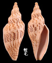 哈密氏渦螺 Fulgoraria hamillei 1