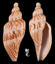 哈密氏渦螺 Fulgoraria hamillei 2