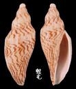 哈密氏渦螺 Fulgoraria hamillei 3