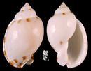 斑點小鬘螺 Casmaria ponderosa 2