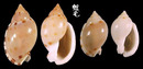 斑點小鬘螺 Casmaria ponderosa 3