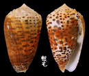 芝麻芋螺 Conus pulicarius 1