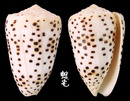芝麻芋螺 Conus pulicarius 2