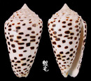 芝麻芋螺 Conus pulicarius 3