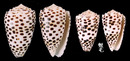 芝麻芋螺 Conus pulicarius 4