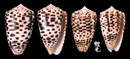 芝麻芋螺 Conus pulicarius 6