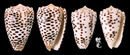 芝麻芋螺 Conus pulicarius 7