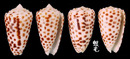 芝麻芋螺 Conus pulicarius 8