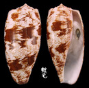 殺手芋螺 Conus geographus 3