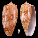 殺手芋螺 Conus geographus 4