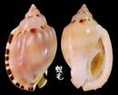瘤肩小鬘螺 Casmaria ponderosa nodulosa 2