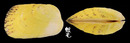 邊溝船蛤 Trapezium sowerbyi 2