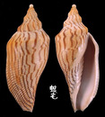 閃電渦螺 Fulgoraria rupestris 1