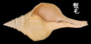 澳洲大香螺 Syrinx aruanus 2