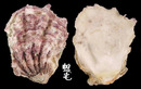 岩牡蠣 Crassostrea nippona 1