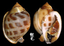 日本鬘螺 Phalium bisulcatum japonica 1